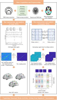 Deciphering network dysregulations and temporo-spatial dynamics in disorders of consciousness: insights from minimum spanning tree analysis